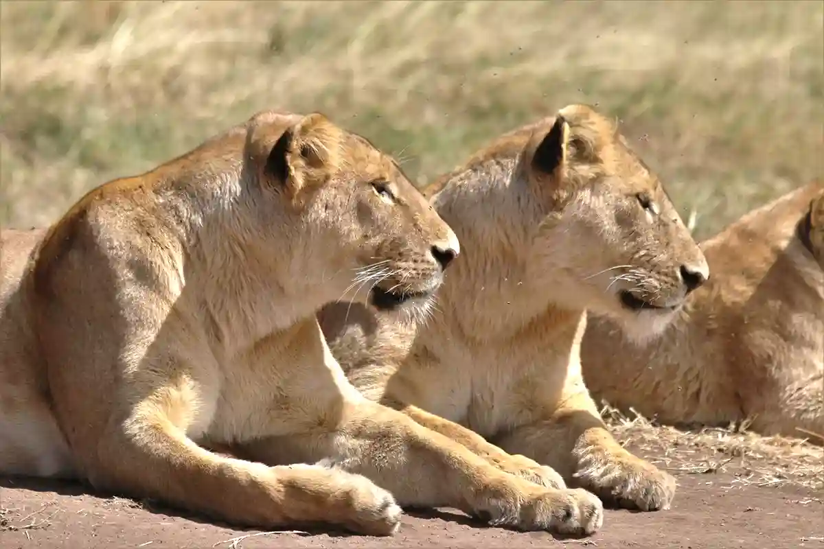4 Day Mid-Range Lodge Safari