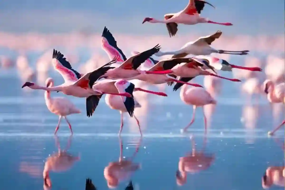 4 Days Mid-Range Serengeti Express Safari - 4 Day Tanzania Mid-Range Safari 2026