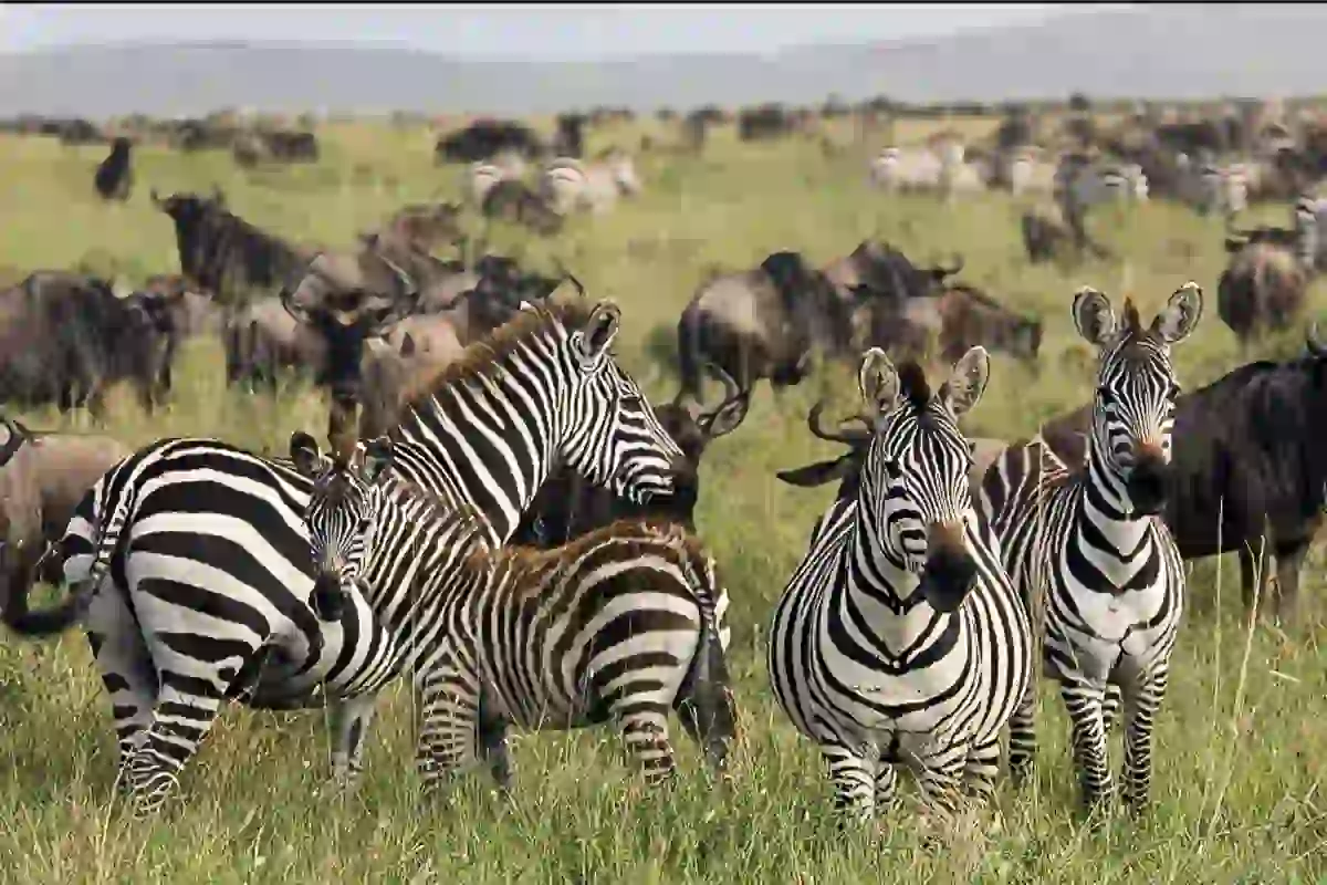 4 Days Mid-Range Serengeti & Ngorongoro Intensive - 4 Day Tanzania Mid-Range Safari 2026