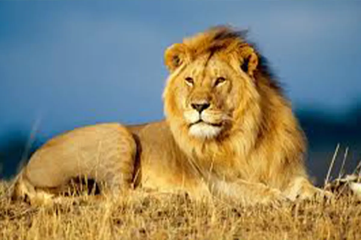 4 Day Mid-Range Serengeti Safari - 4 Day Tanzania Mid-Range Safari 2026