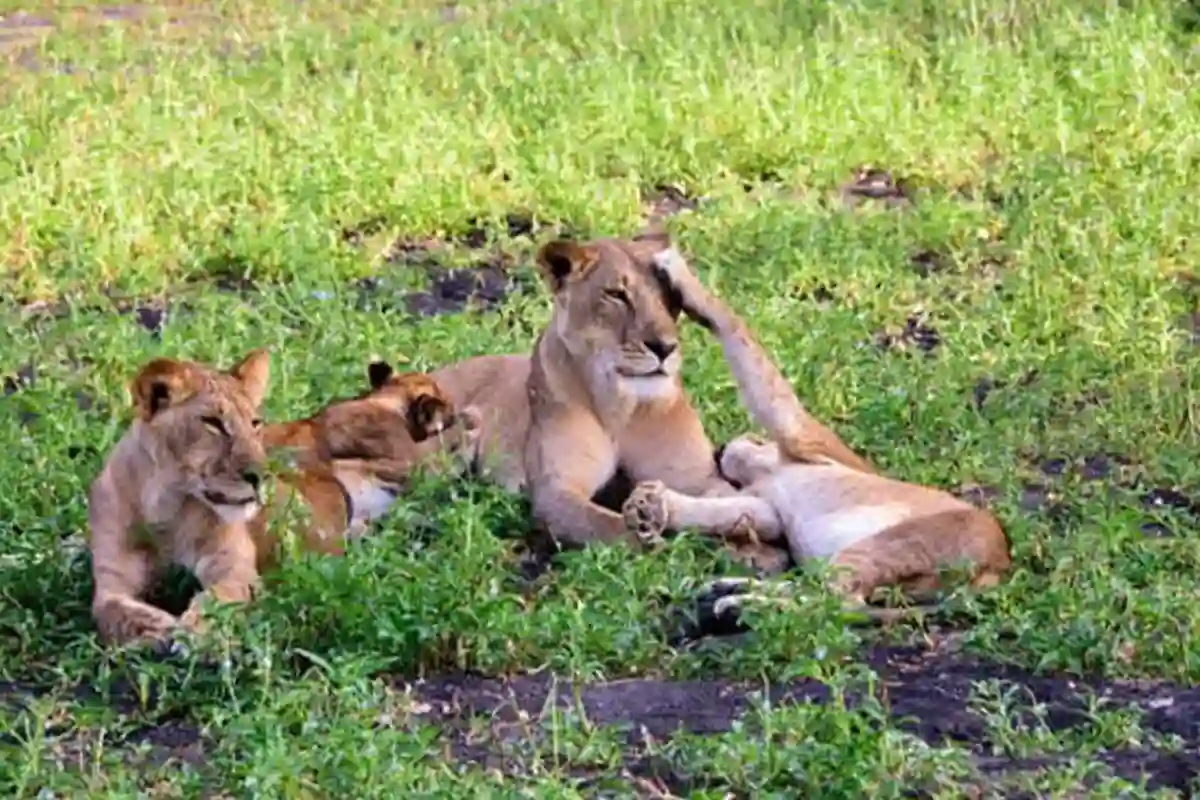 4 Days Mid-Range Tarangire & Manyara Safari - 4 Day Tanzania Mid-Range Safari 2026