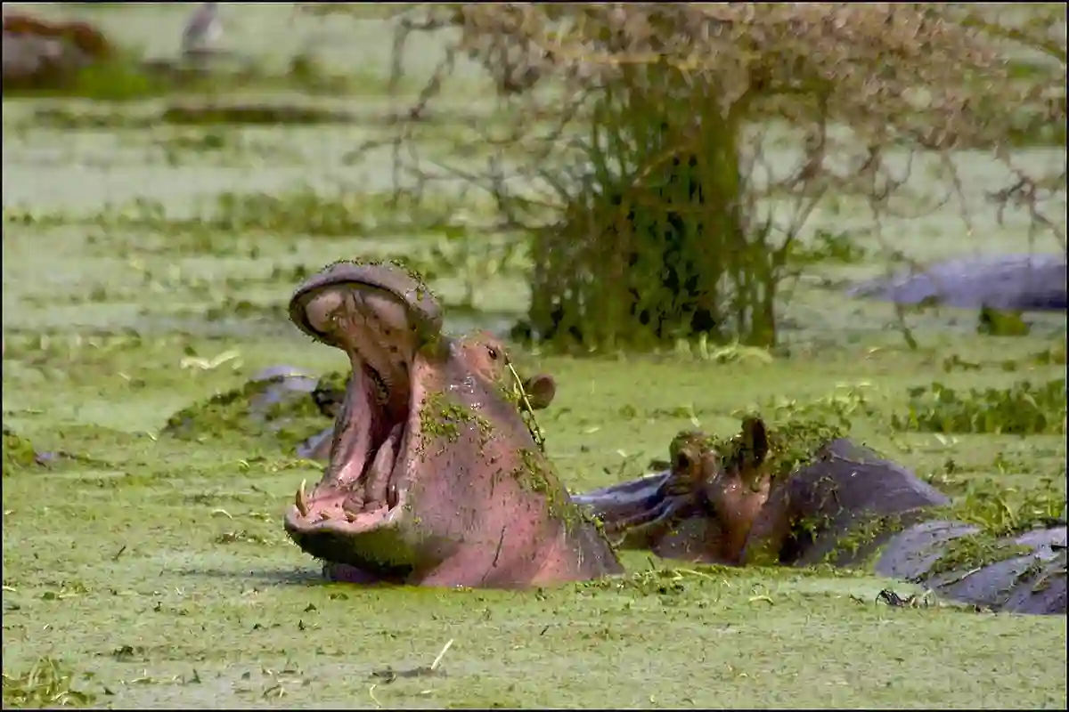4 Day Mid-Range Tarangire Serengeti Focus