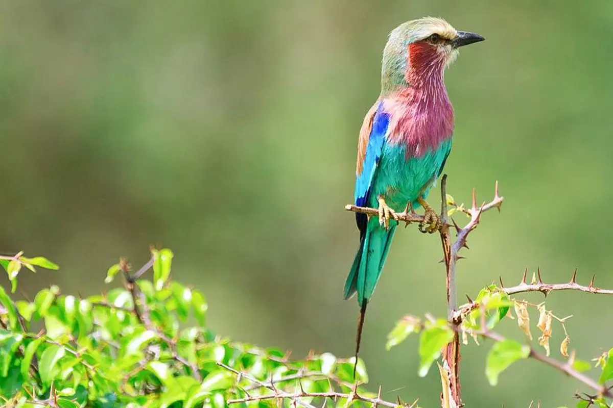 4 Days Mid-Range Tarangire & Serengeti Focus - 4 Day Tanzania Mid-Range Safari 2026