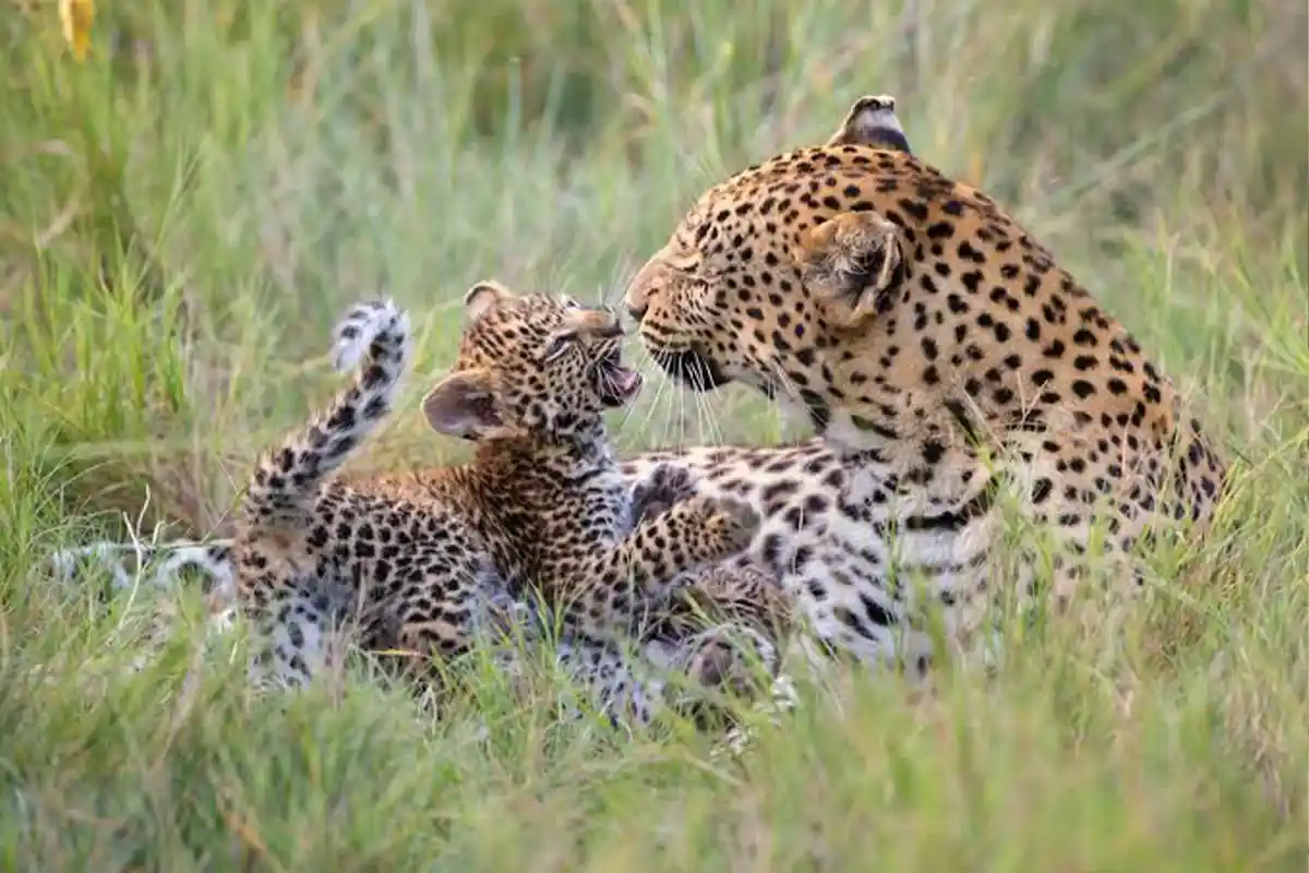 4 Days Ndutu Calving Safari January to March - Calving Season Safari Tanzania 2026
