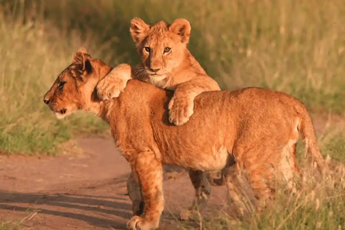 4 Days Ndutu Calving Season Photography Safari