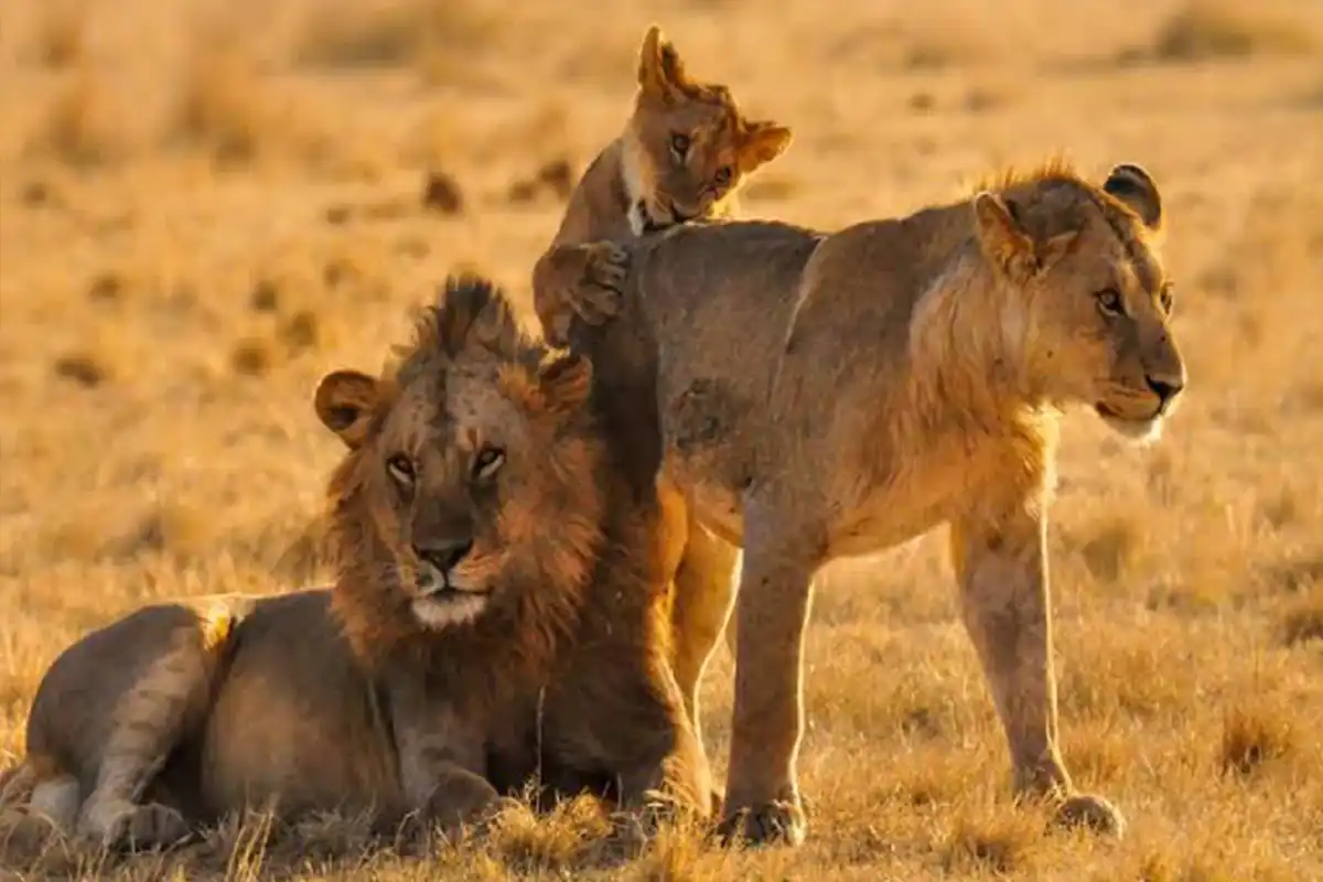 4 Days Ndutu Calving Season Photography Safari - Calving Season Safari Tanzania 2026