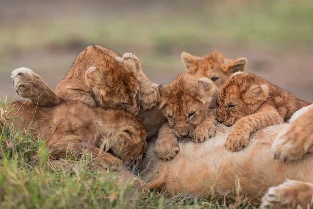 4 Days Ndutu Calving Season Photography Safari