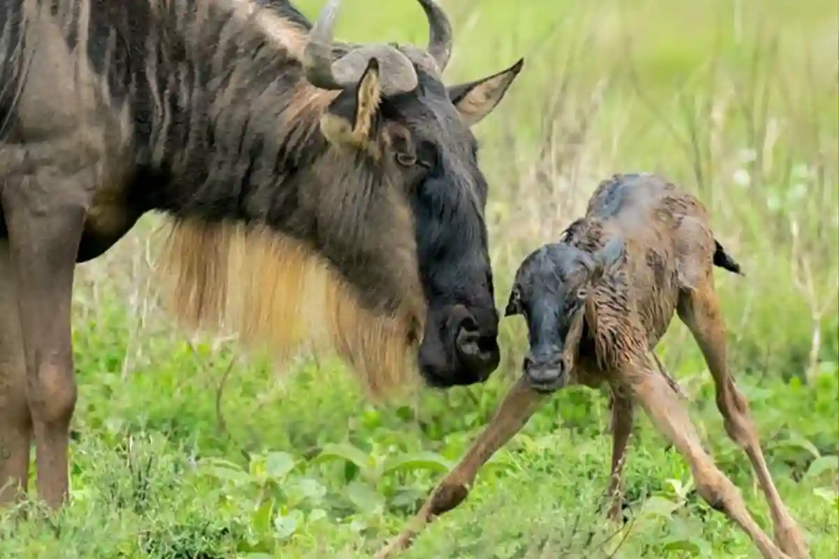 Ndutu Migration Safari