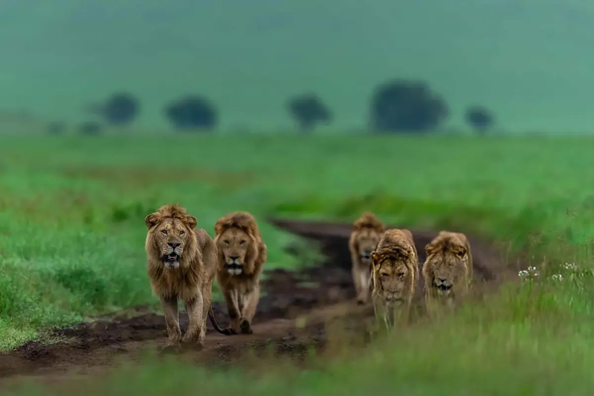 4 Days Ndutu Migration Private Safari