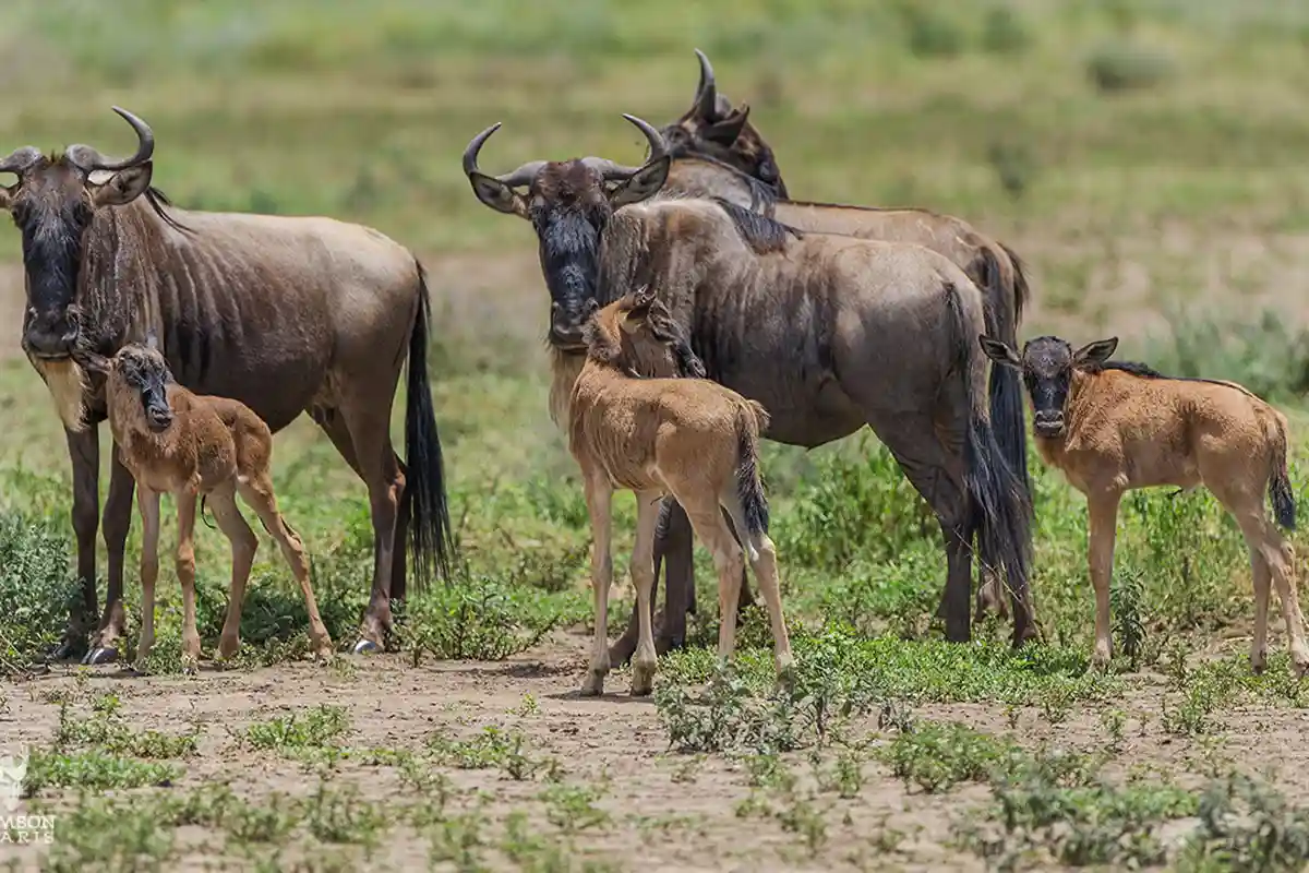 Ndutu Migration Safari for Family