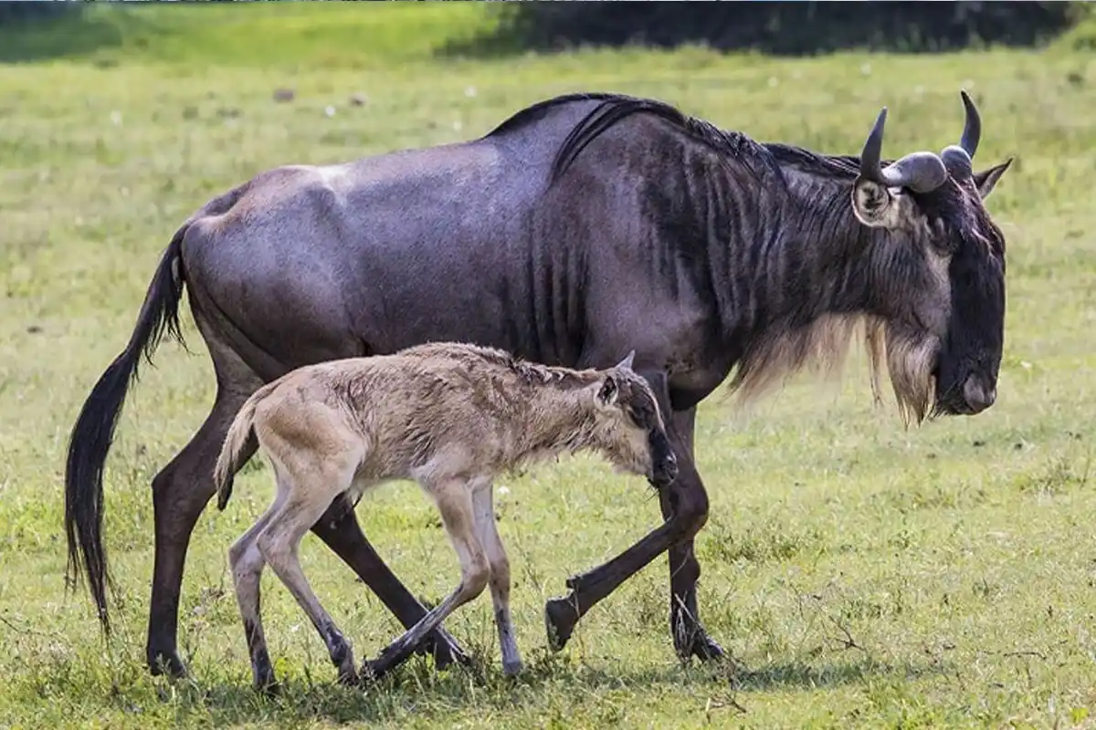 4 Days Ndutu Migration Safari for Family - 4 Day Tanzania Family Safari 2026