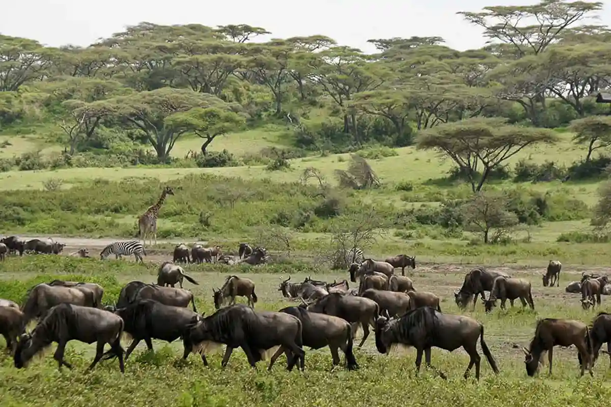4 Days Ndutu Migration Safari for Honeymooners