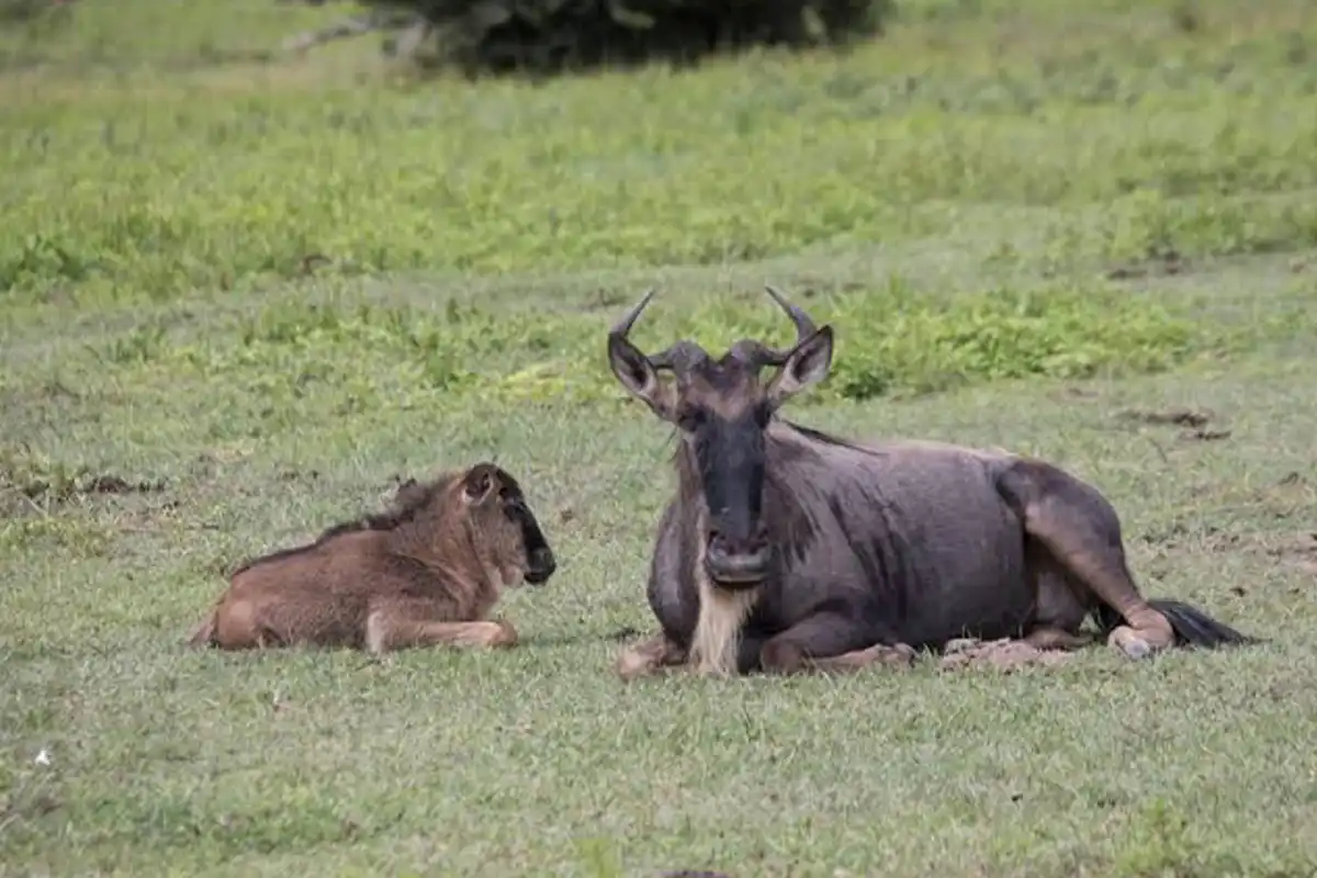 4 Days Ndutu Newborn Wildebeest Safari