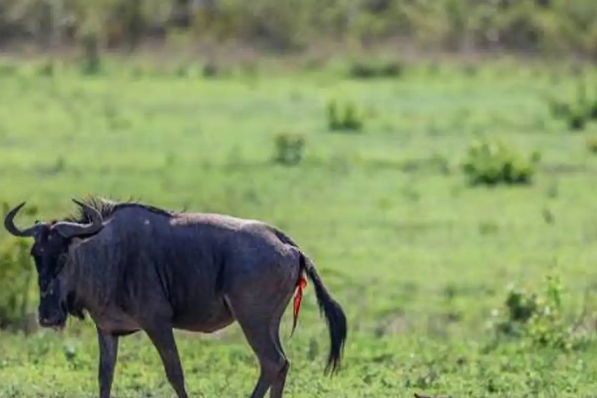 4 Days Ndutu Newborn Wildebeest Safari
