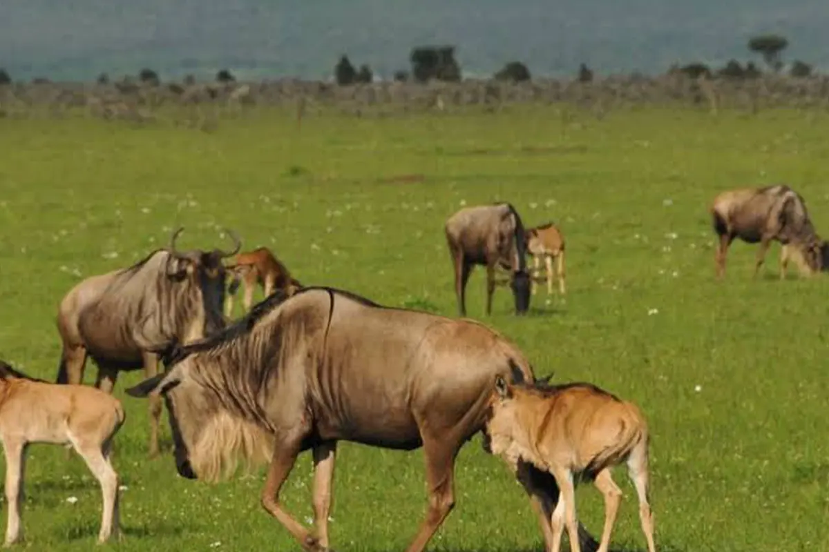4 Days Ndutu Plains Wildebeest Calving Safari