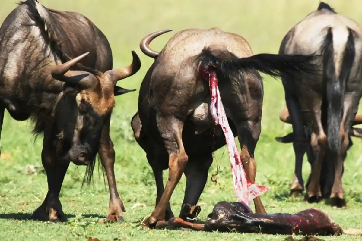 4 Days Ndutu Plains Wildebeest Calving Safari - Calving Season Safari Tanzania 2026