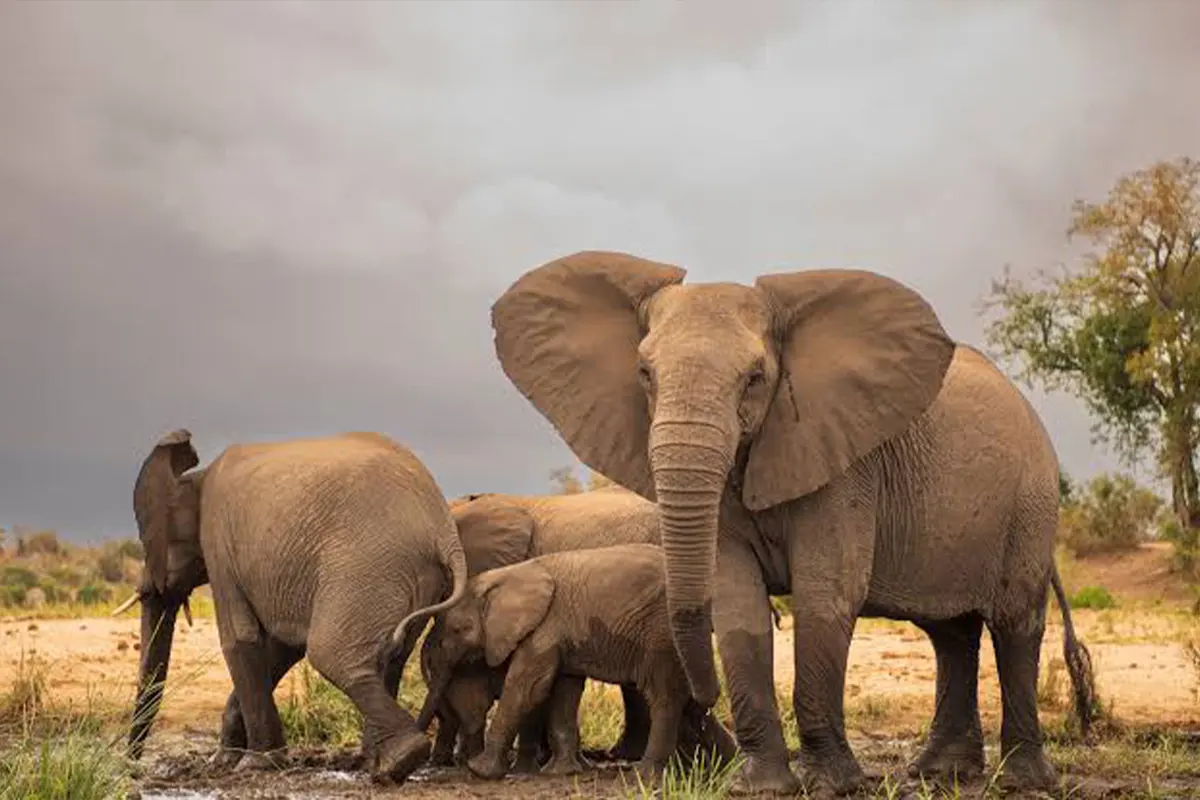 4 Days Ndutu Wildebeest Birth & Big Five Safari