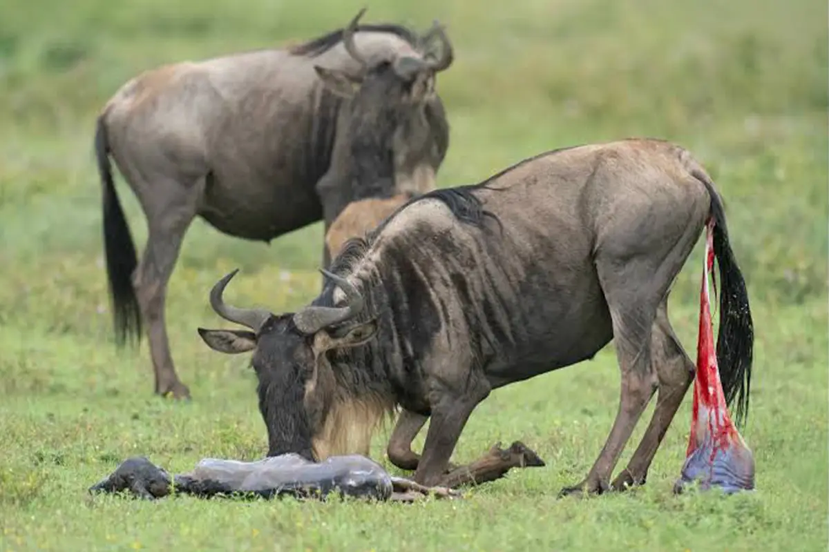 4 Days Ndutu Wildebeest Birth & Big Five Safari - Calving Season Safari Tanzania 2026