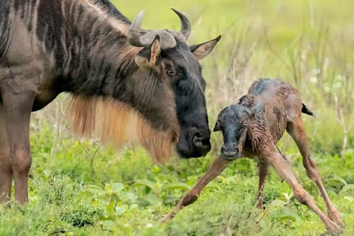 4 Days Ndutu Wildebeest Calving Season Safari