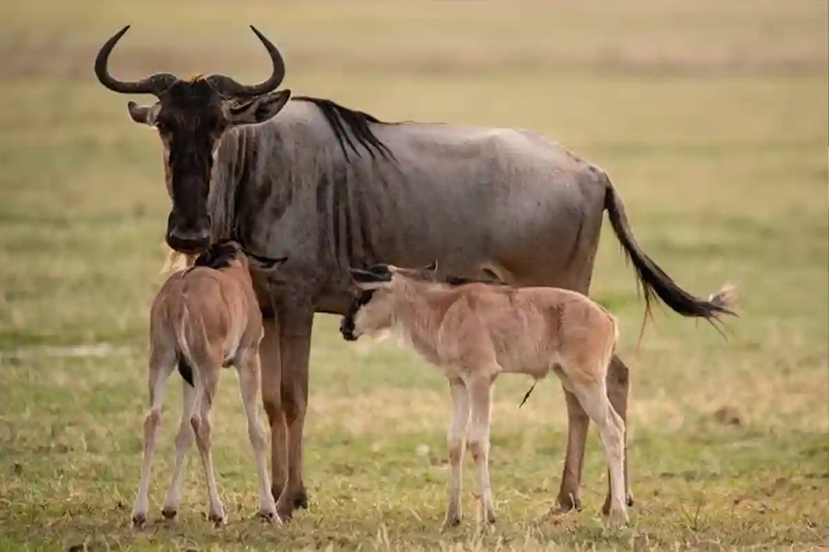 4 Days Ndutu Wildebeest Calving Season Safari