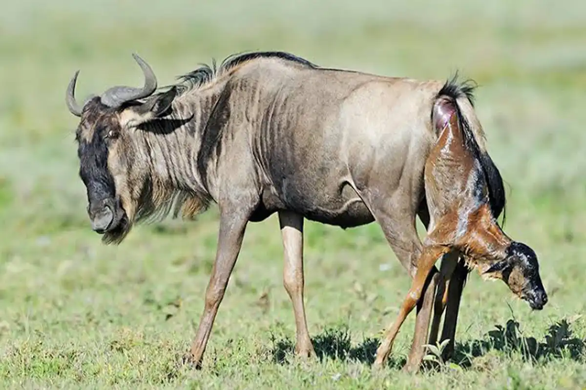 4 Days Ndutu Wildebeest Calving Season Safari - Calving Season Safari Tanzania 2026