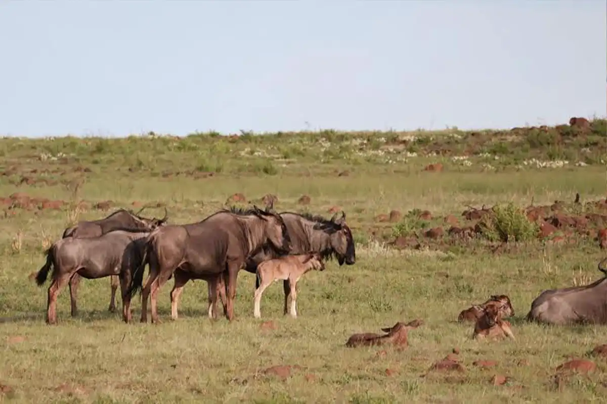 4 Days Ndutu Wildebeest Calving Season Safari