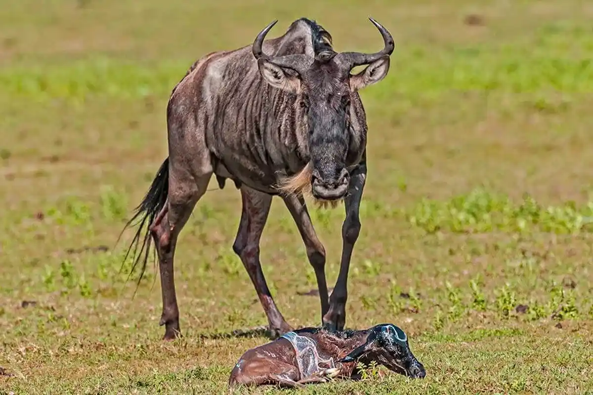 4 Days Ndutu Wildebeest Calving Season Safari