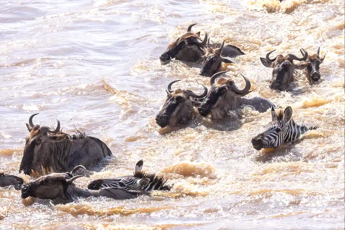 River Crossing Safari