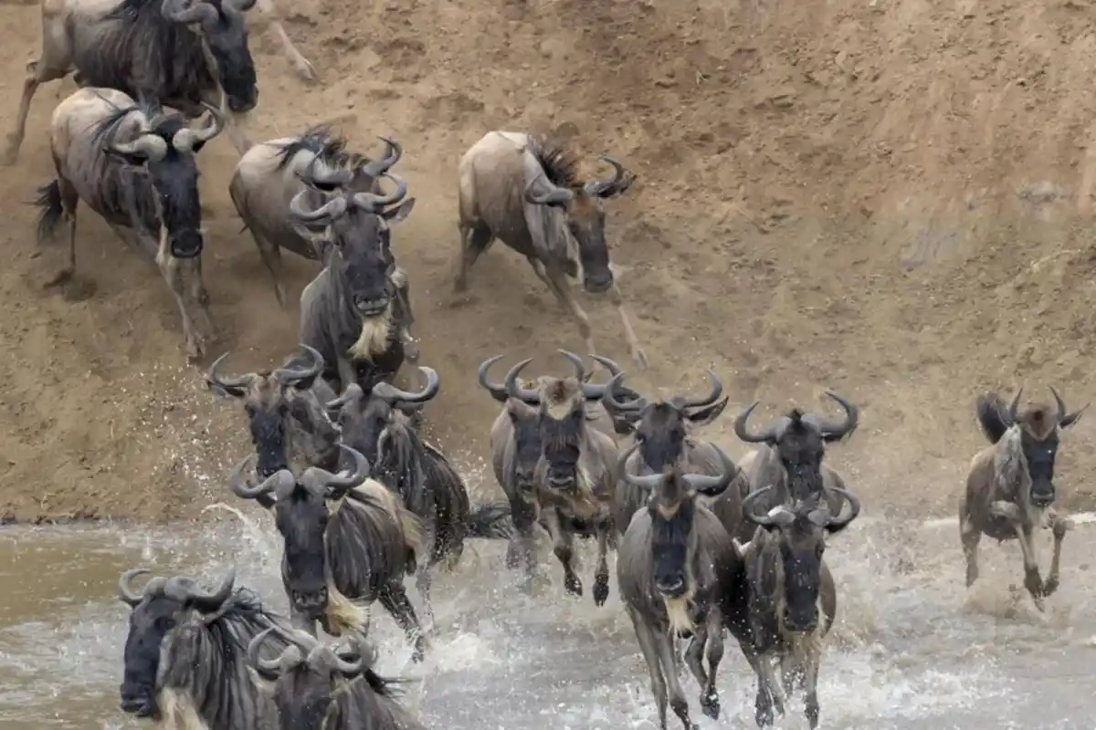 4 Days River Crossing Migration Safari