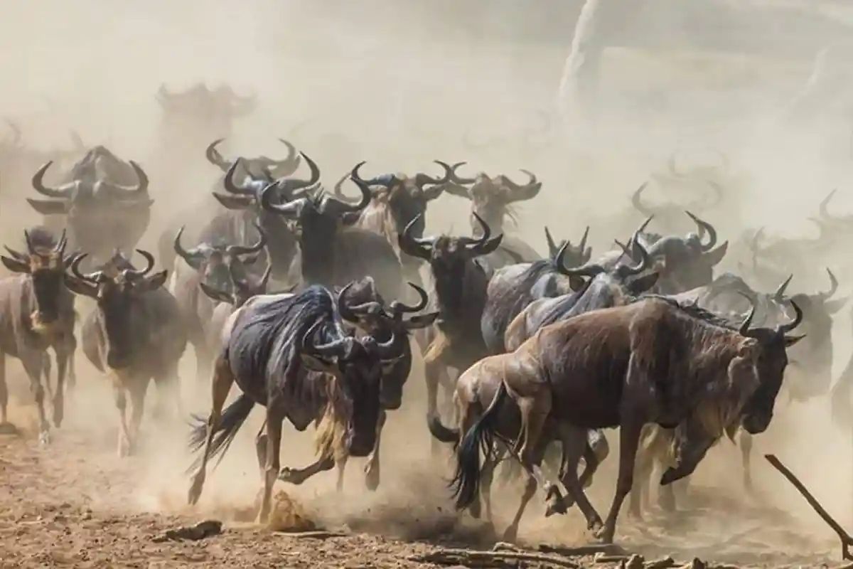 4 Days River Crossing Migration Safari