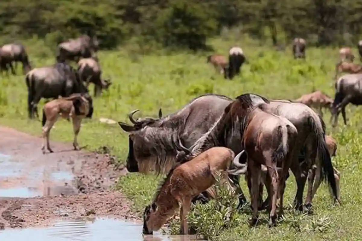 4 Days Romantic Ndutu Calving Season Safari Tanzania