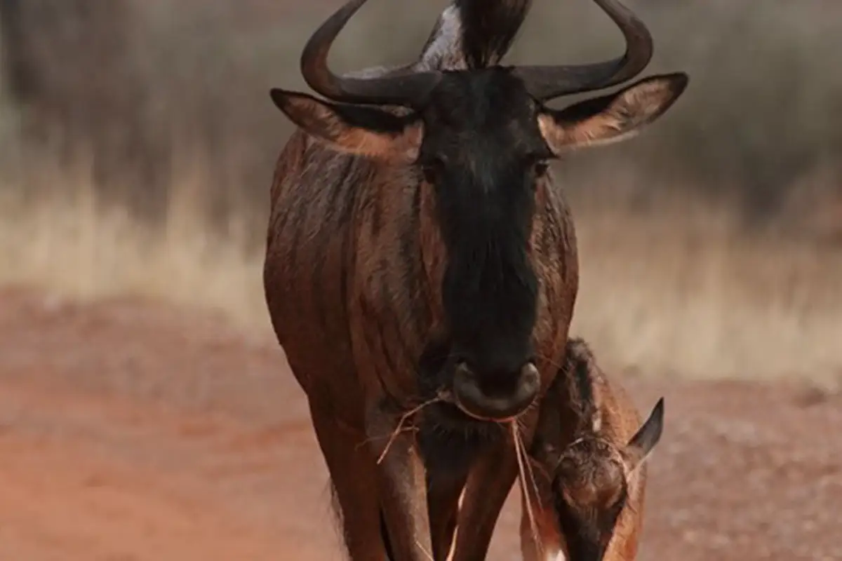 4 Days Serengeti Great Migration Safari