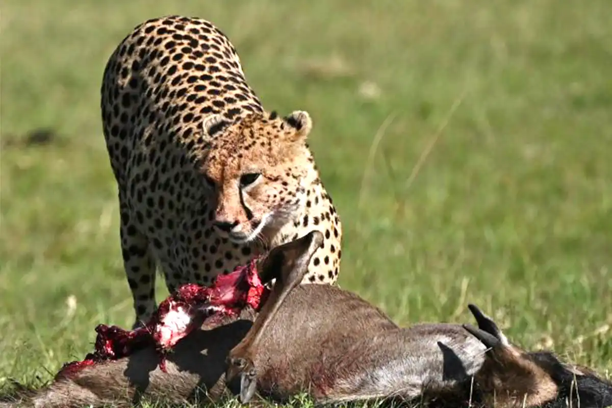 4 Days Serengeti Great Migration Safari