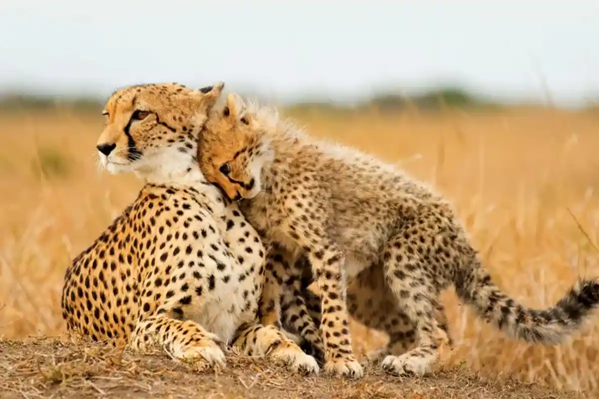 4 Days Serengeti Great Migration Safari