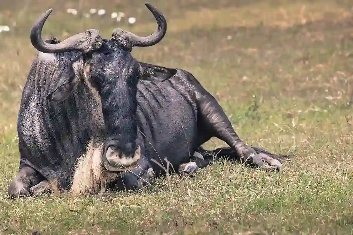 4 Days Serengeti Great Migration Safari