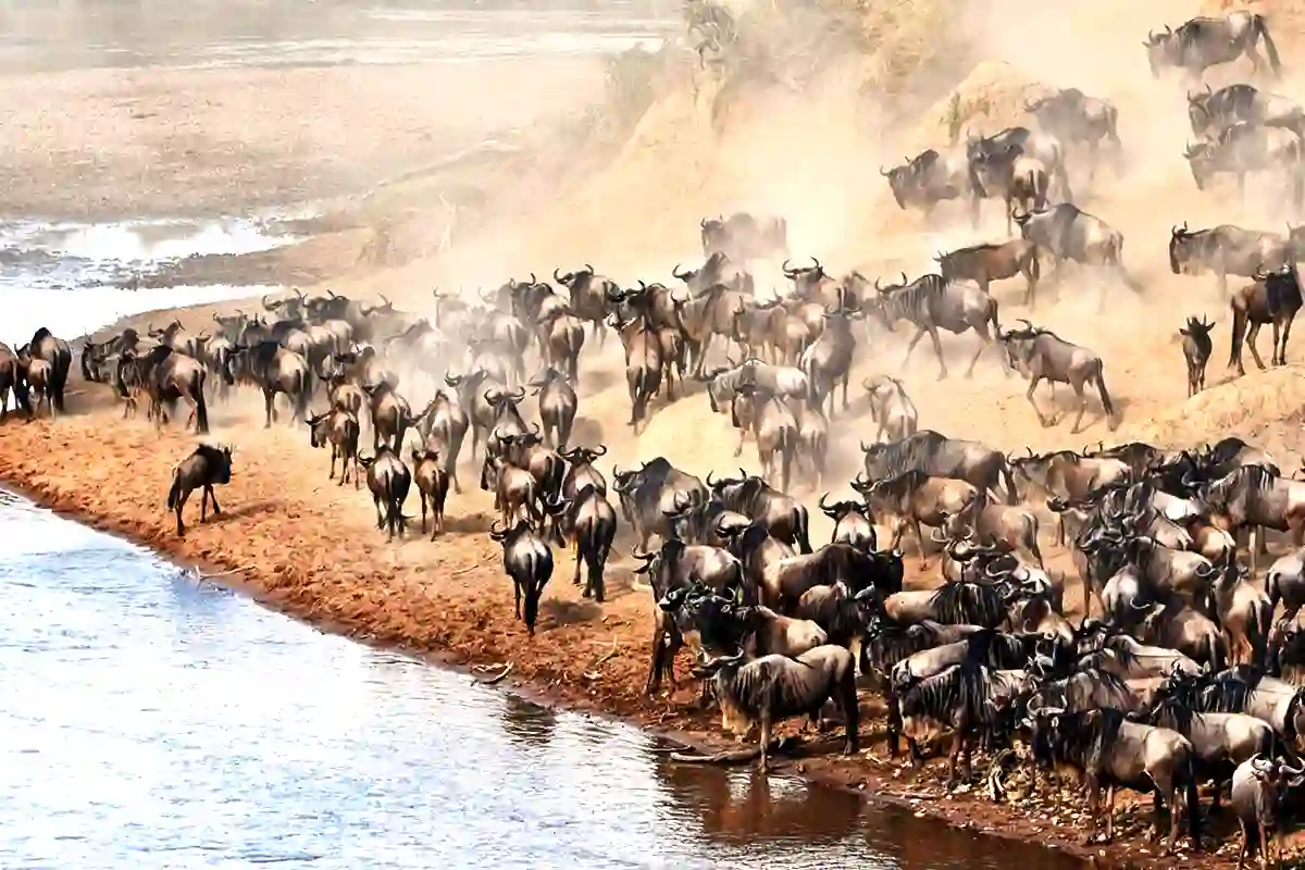 4 Days Serengeti Great Migration Safari