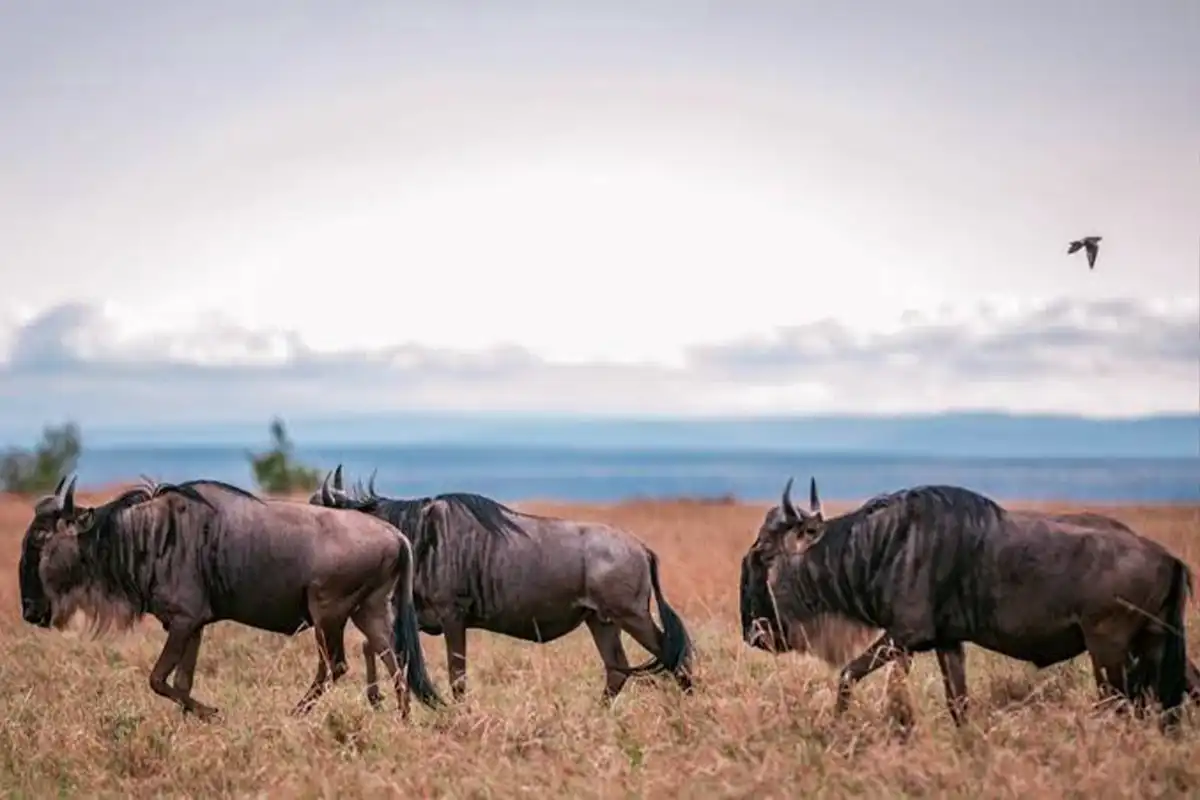 4 Days Serengeti Great Migration Safari