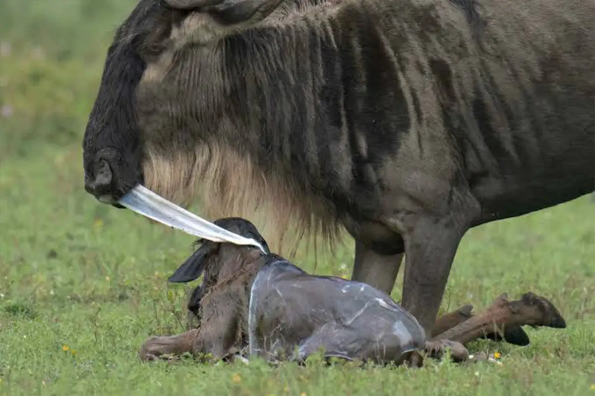 4 Days Serengeti Great Migration Safari