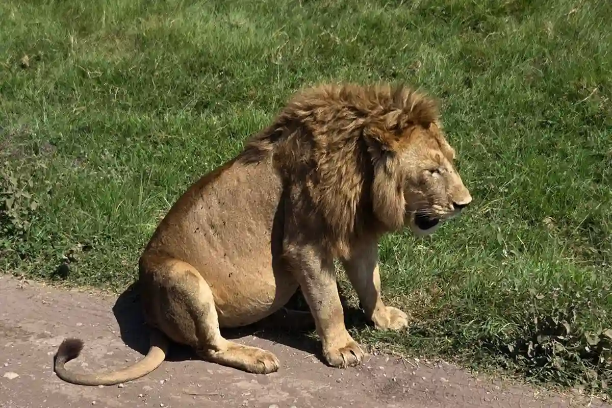 4 Days Serengeti & Ngorongoro Joining Safari