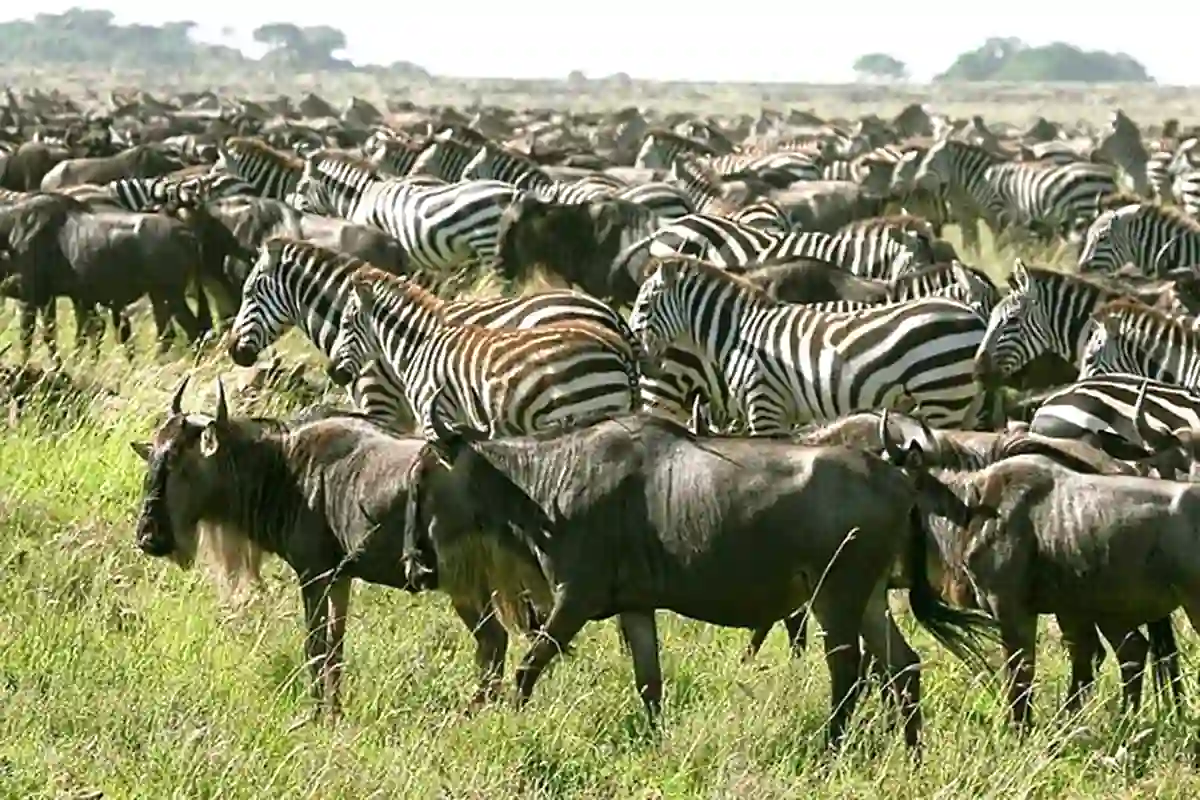 4 Days Serengeti & Ngorongoro Joining Safari