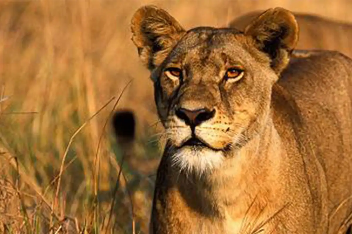 4 Days Serengeti & Ngorongoro Joining Safari