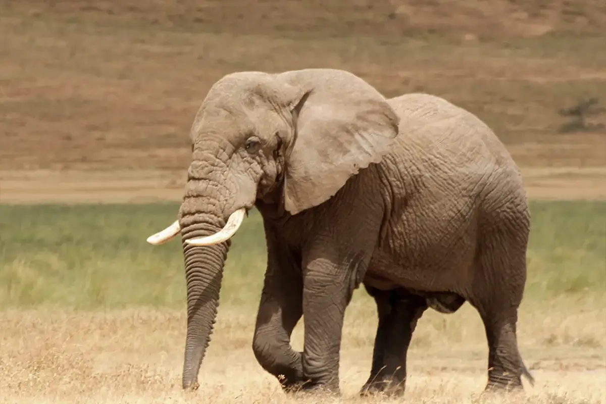 4 Days Serengeti & Ngorongoro Joining Safari