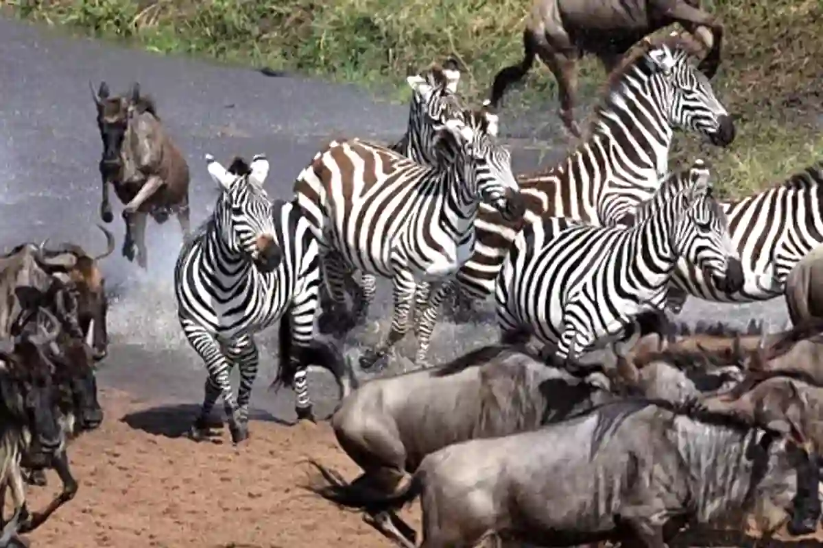 Serengeti Ngorongoro Migration