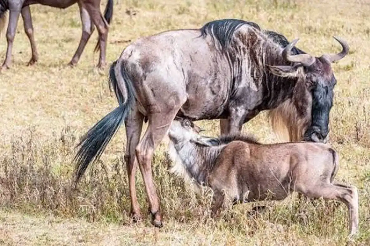 4 Days Tanzania Calving Season & Predator Safari