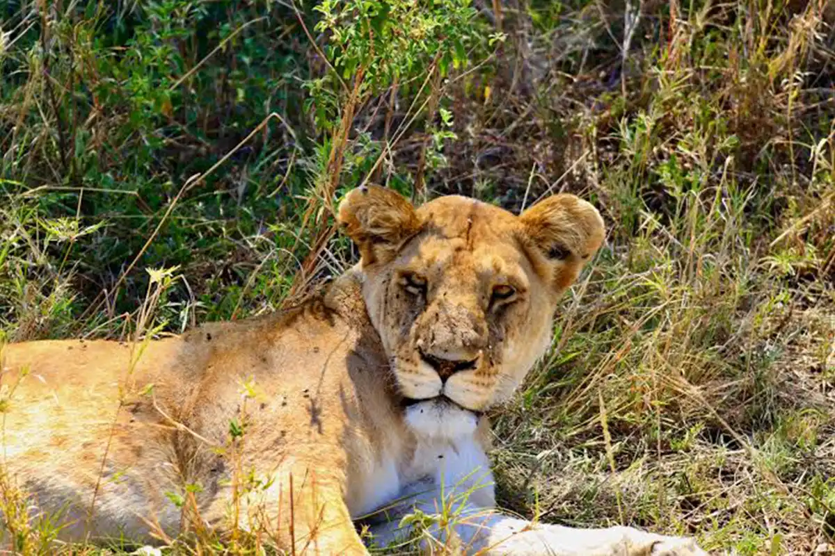 4 Days Tanzania Calving Season & Predator Safari - Calving Season Safari Tanzania 2026