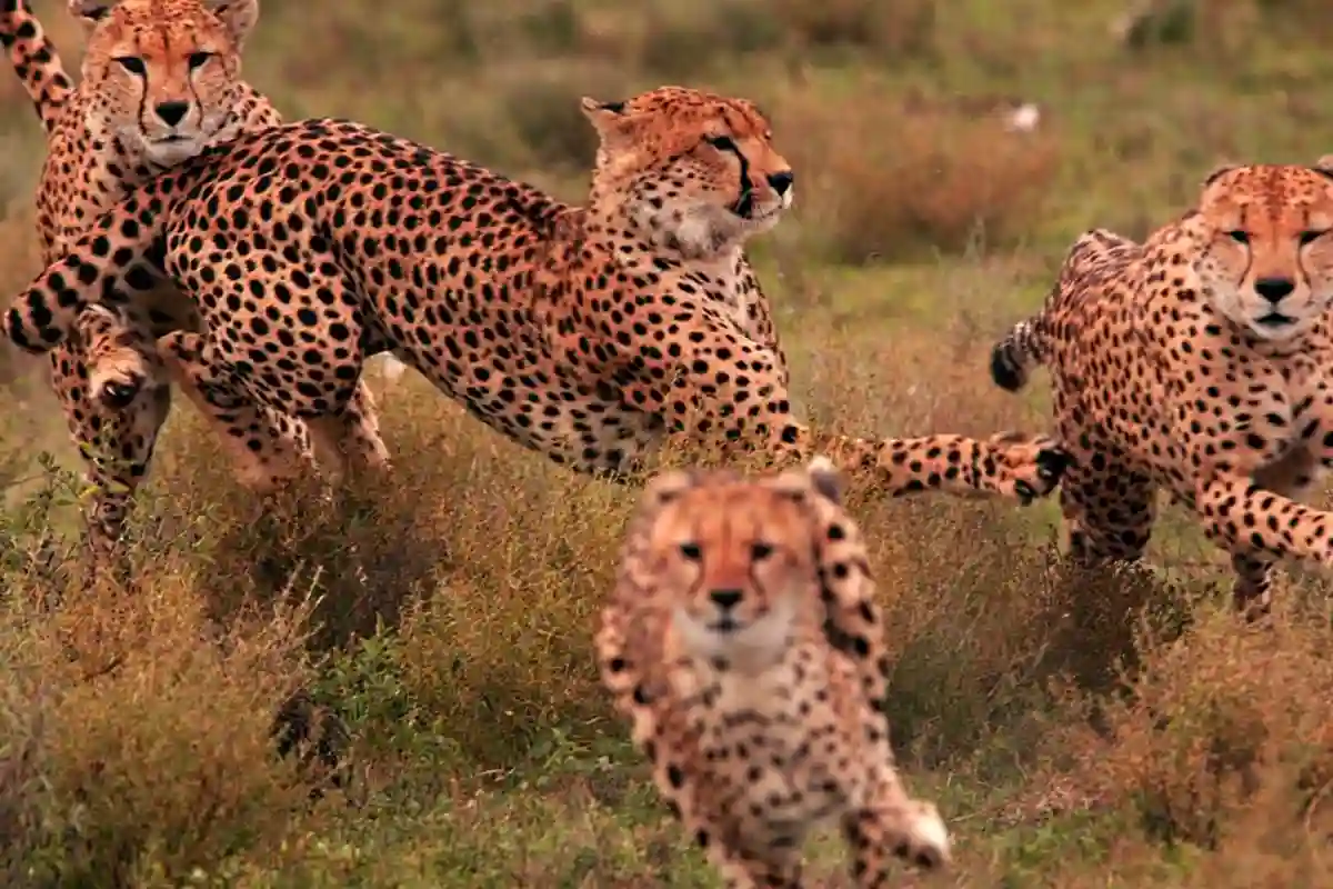 4 Days Tanzania Calving Season & Predator Safari