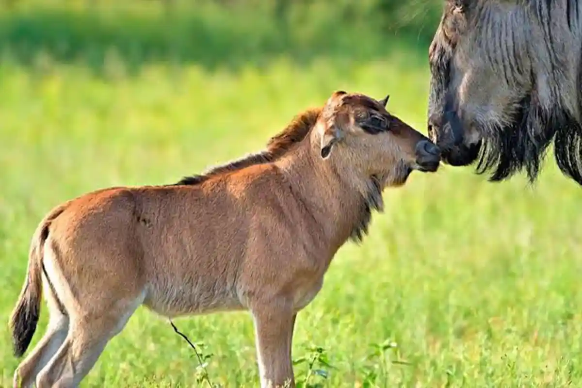 4 Days Ultimate Ndutu Calving Season Safari Tanzania