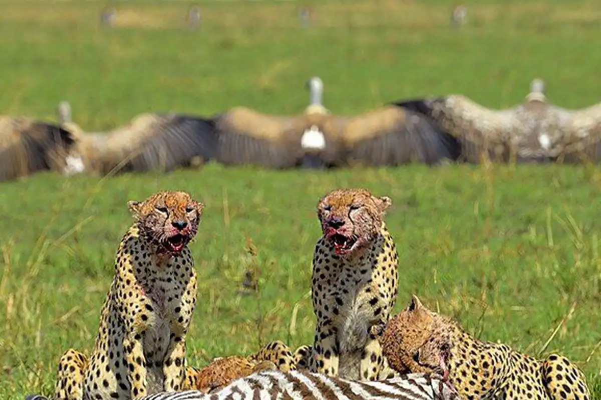 4 Days Ultimate Ndutu Calving Season Safari Tanzania