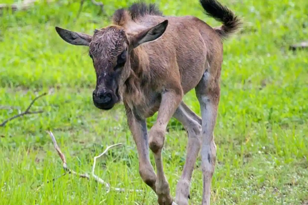 4 Days Ultimate Ndutu Calving Season Safari