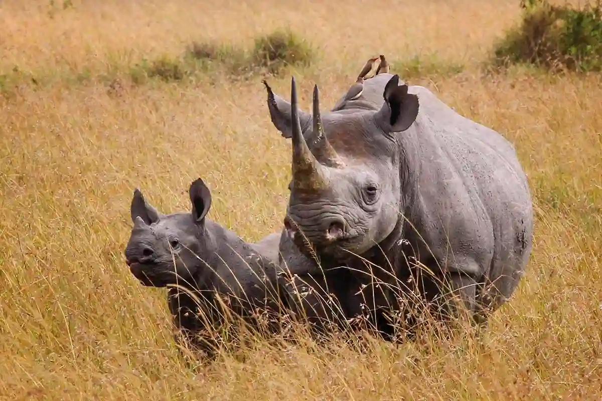 4 Days Ultimate Ndutu Calving Season Safari